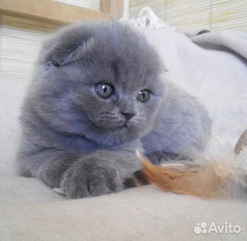Шотландские скоттиш фолд котята купить в Тюмени | Животные и зоотовары ...
