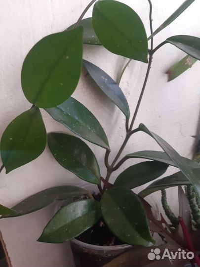 Продам цветы