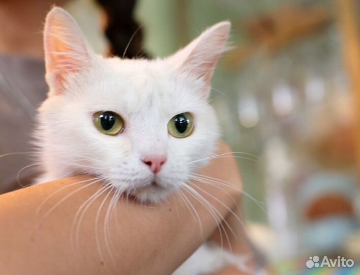 Снежанна - беляночка в дар добрым людям