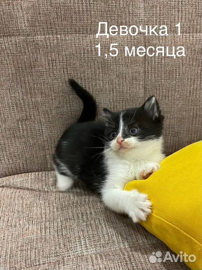 Котята в добрые руки