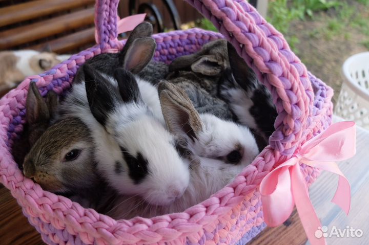 Кролики на племя