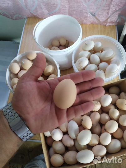 Домашние куриные утиные яйца