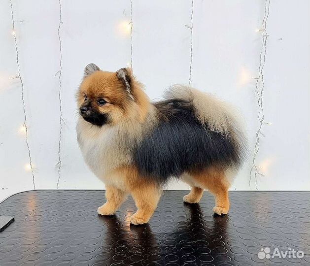 Груминг, стрижка собак