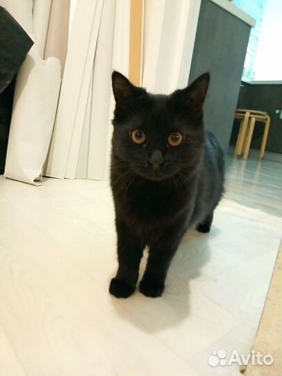 Кошка в дар бесплатно