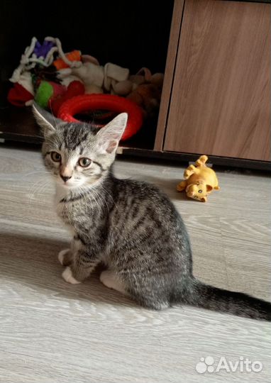 Киса 2 месяца