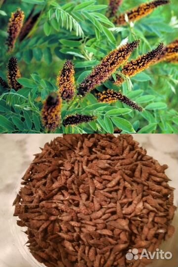 Семена кинзы (кориандра), амфора, жëлтый арбуз