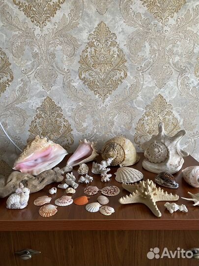 Морские ракушки и кораллы