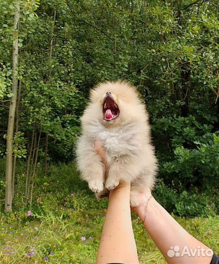 Мини шпиц девочка