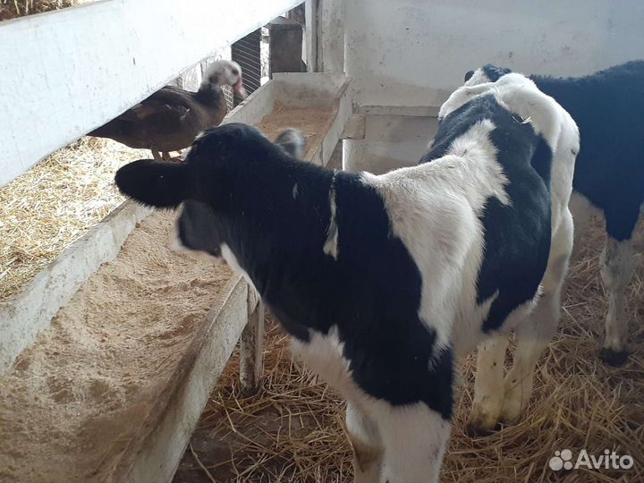 Бычки Тихореч