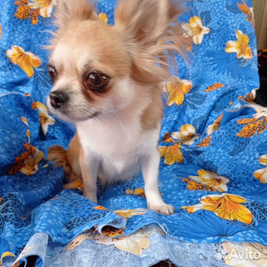 Взрослая девочка