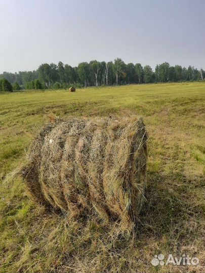 Сено в рулонах