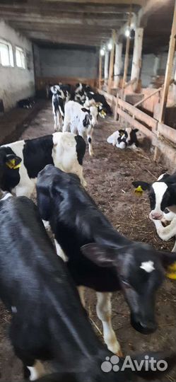 Бычки элитные