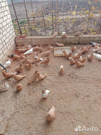 Продажа николаевских голубей