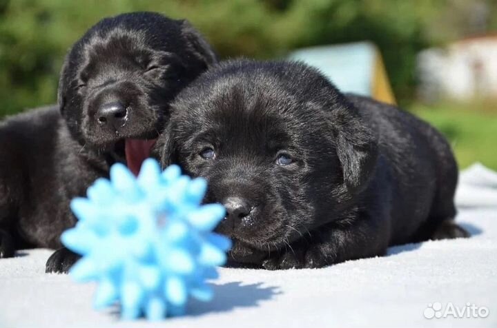 Черные щенки Лабрадора