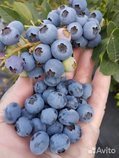 Саженцы голубики зкс