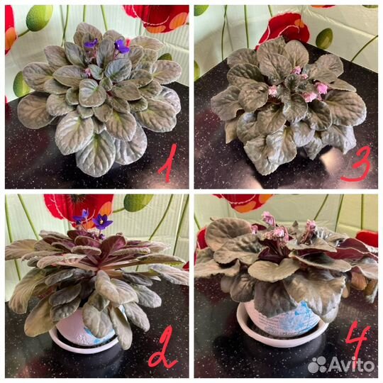 Комнатные цветы фиалки