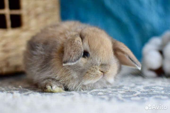 Ваш декоративный кролик