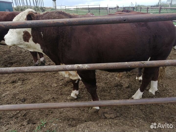 Бык герефорд на племя