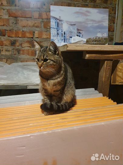 Кошка в дар бесплатно