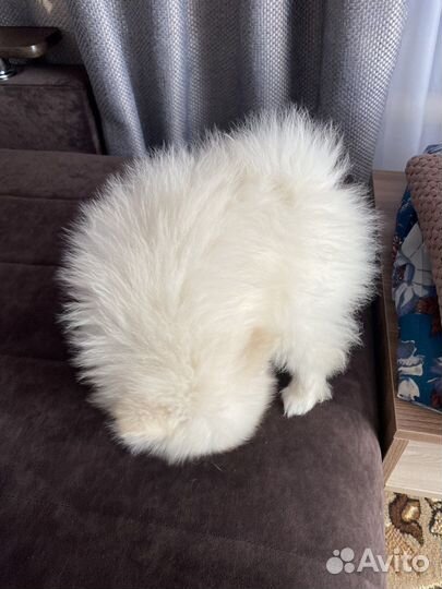 Померанский шпиц