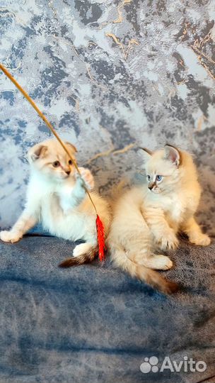 Шотландские котята белые