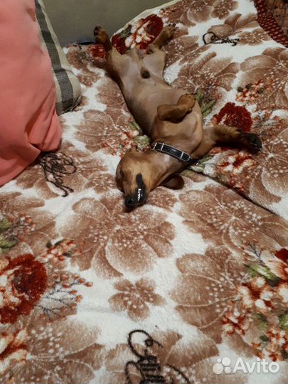 Такса. Вязка