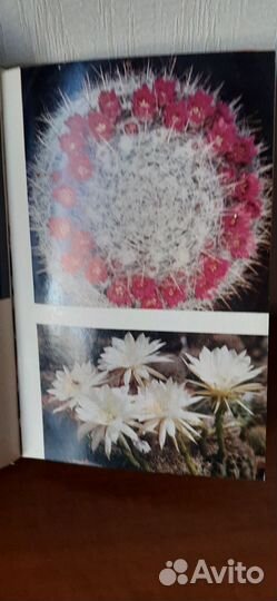 Книга Кактусы / С.Турдиев, Р.Седых, В.Эрихман