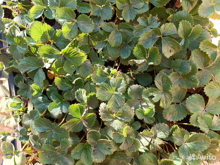 Рассада клубники murano