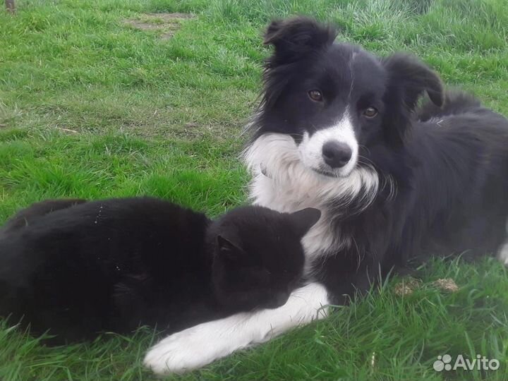 Щенки Бордер-колли