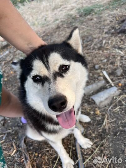 Сибирский хаски