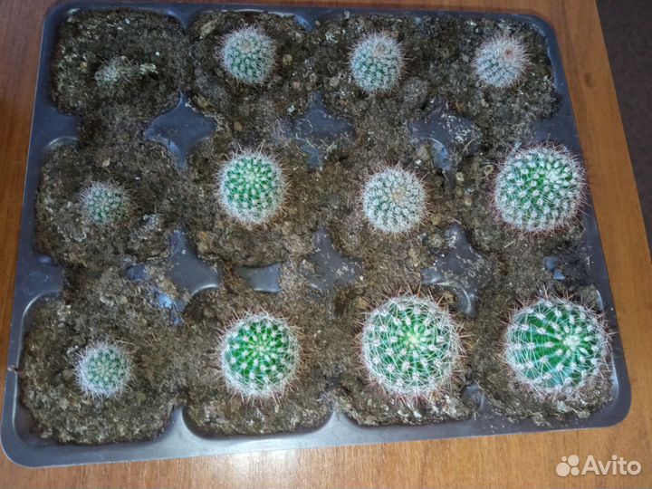 Кактус эхинопсис