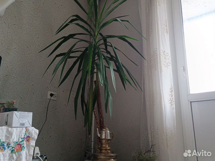 Пальма юкка