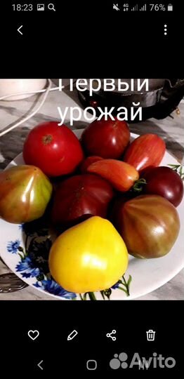 Семена коллекционных