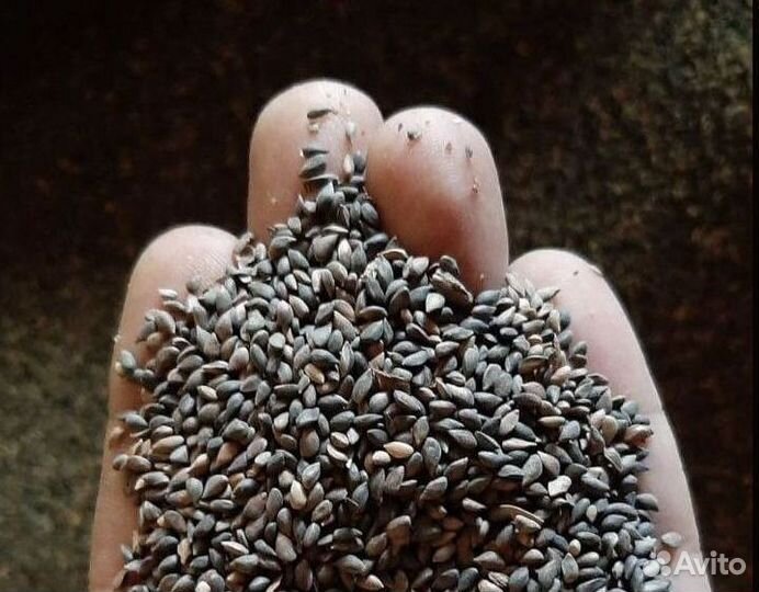 Доставка семян сосны