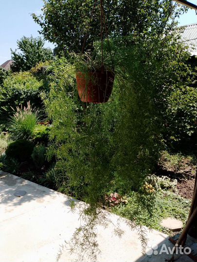 Аспарагус Мейера