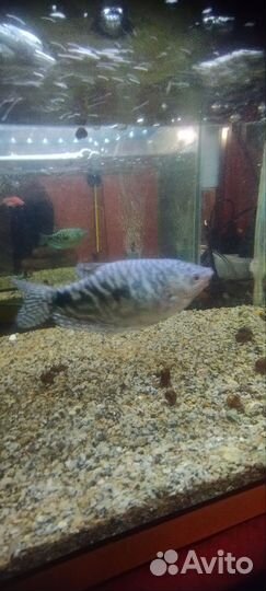 Аквариумные рыбки