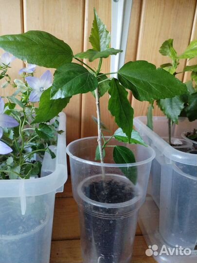 Гибискус китайская роза