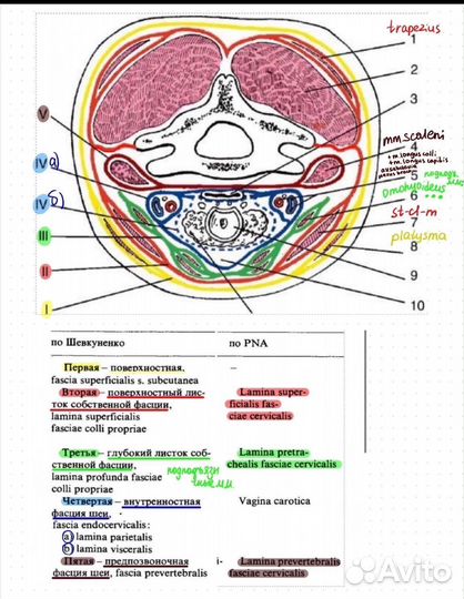 Конспекты по биохимии/физиологии/пат.анатомии