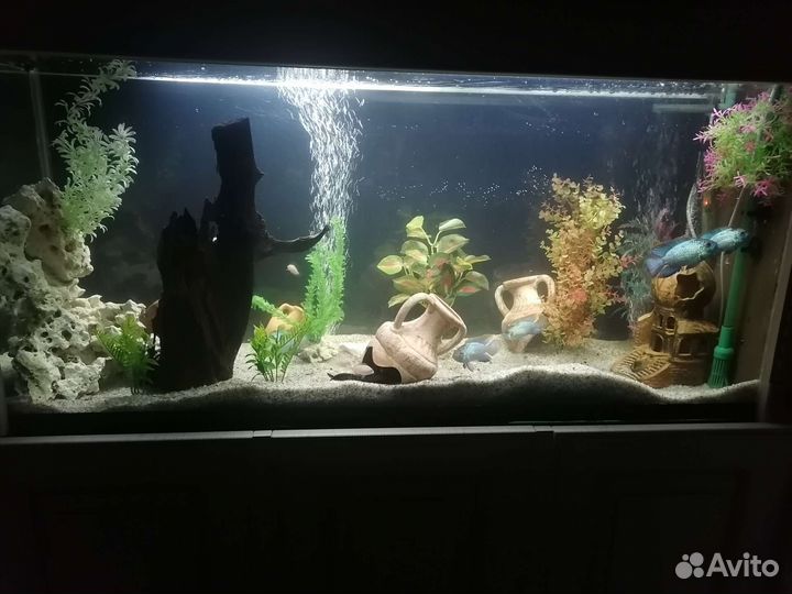 Рыбки цихлиды