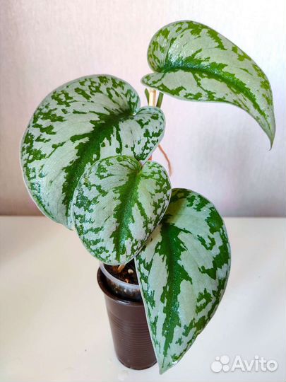 Сциндапсус пиктус Треби (экзотика),комнатные цветы