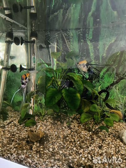 Аквариум 200 литров с тумбой и оборудованием