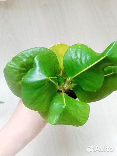 Кротон Paen Din Thong