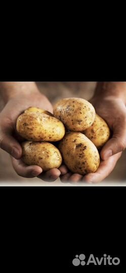 Продам картофель