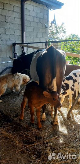 Продаётся корова