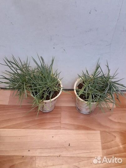 Гвоздика-травянка, шалфей лекарственный Маргаритки