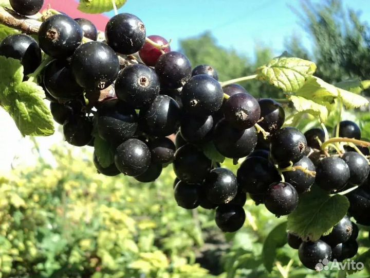 Саженцы черной смородины