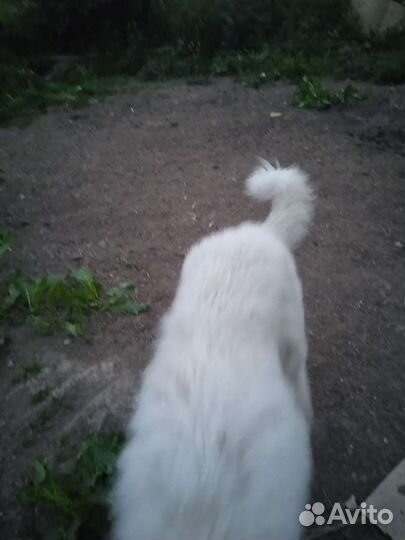 Южнорусская овчарка