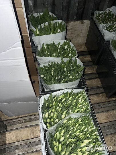 Тюльпаны к 8 марта оптом Москва