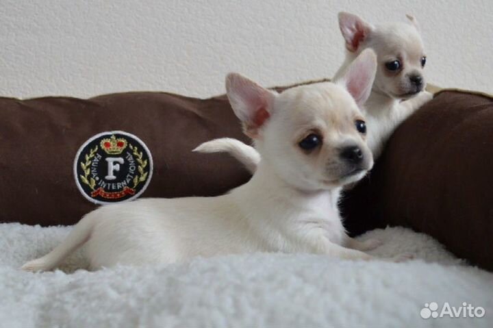 Шикарный щенок чихуахуа,ркф,чип,клеймо
