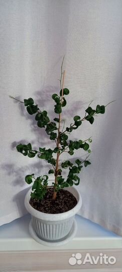 Сортовые фикусы